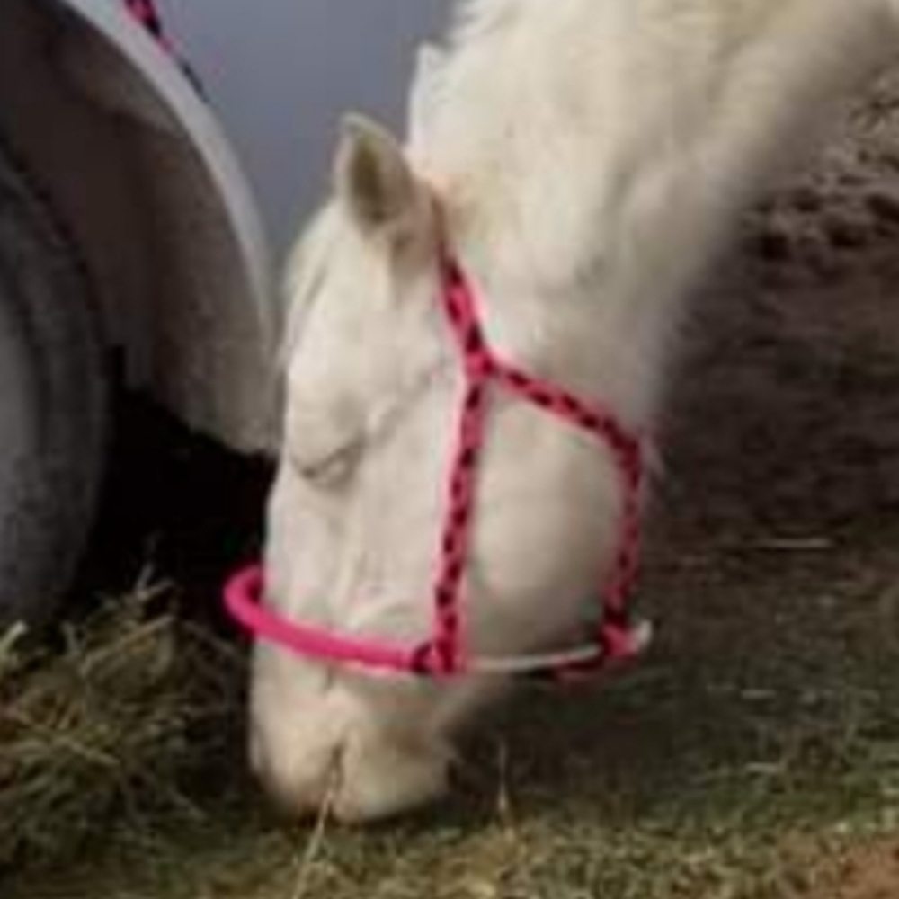 NEW pink/black lasso halter